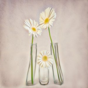 Elegante hvide gerberaer af Marie-anne Stas
