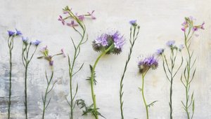 Æteriske vilde blomsterstængler af Marie-anne Stas