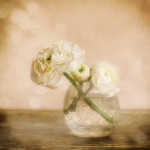 Blød ranunkelblomst af Marie-anne Stas