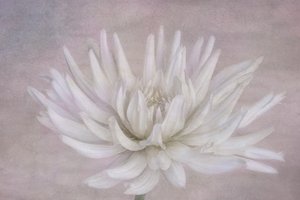 Blød hvid dahlia af Marie-anne Stas