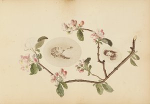 Madame B-albummet af Marie-Blanche-Hennelle Fournier