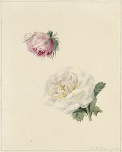 Studier af en lyserød og en hvid rose af Marie Louise Praetorius