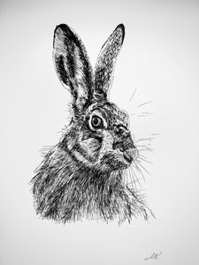 Tegning af en nysgerrig hare