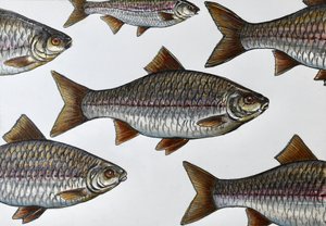 Illustration af en svømmende fisk