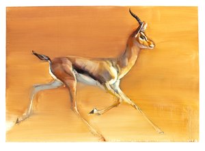 Arabian Gazelle, 2010 (olie på papir) af Mark Adlington