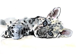 Arabisk leopardunge, 2008 af Mark Adlington