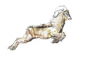 Arabian Tahr, 2009 (conte og kul på papir) af Mark Adlington