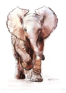 Baby elefant, Loisaba, 2018 af Mark Adlington