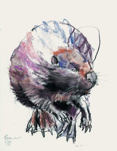 Beaver, 2001 (trækul og conte på papir) af Mark Adlington