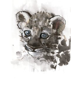 Blue Eyes (arabisk leopardunge), 2008 af Mark Adlington