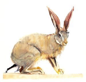 Cape Hare, 2010 (olie på papir) af Mark Adlington