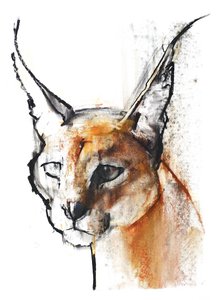 Feline (Arabian Caracal), 2009 (conte und charcoal på papir) af Mark Adlington
