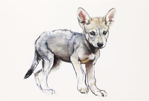 Hesitating Arabian Wolf Pup, 2009 (conte und charcoal på papir) af Mark Adlington
