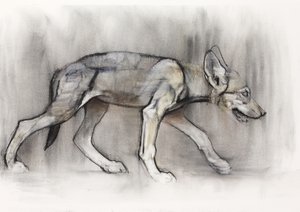 Lean Pup (Arabian Wolf), 2009 (conte og kul på papir) af Mark Adlington
