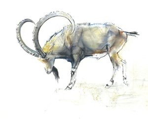 Nubian Ibex, 2008 (conte und charcoal på papir) af Mark Adlington