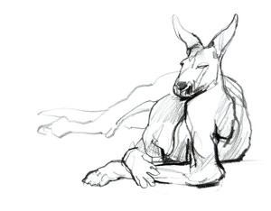 Hvilende atlet (Red Kangaroo), 2012, (grafit på papir) af Mark Adlington
