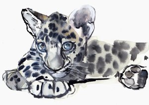 Spotty (arabisk leopardunge), 2008 af Mark Adlington