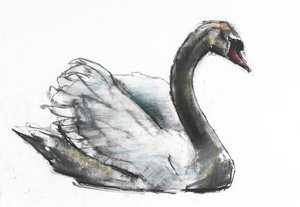 Swan (kul og conte på papir) af Mark Adlington