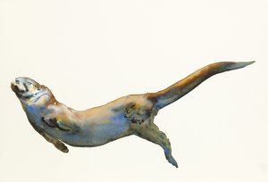 Velvet, 2014, (akvarel på papir) af Mark Adlington