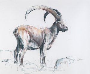 Venerando Stambecco, 2006 (trækul og conte på papir) af Mark Adlington