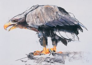 Havørn, 2001 (charcoal und conte på papir) af Mark Adlington