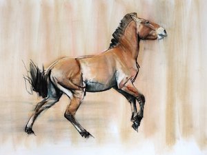 Young Stallion (Przewalski), 2014, (pastel og kul på papir)