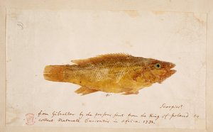En fisk. af Mark Catesby