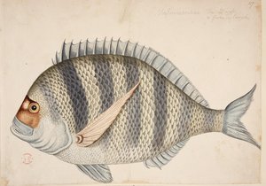 En fisk. af Mark Catesby