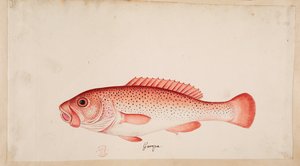 En fisk. af Mark Catesby
