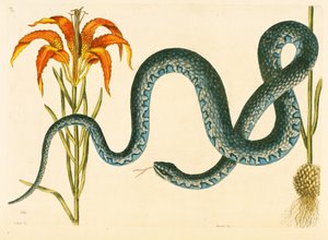 Anguis, Wampum-slangen, plade 58, bind 1 fra "Natural History of Carolina, Florida and the Bahamas". af Mark Catesby