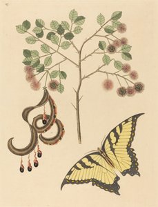 Katteklo Mimosa circinalis, udgivet 1731-1743. af Mark Catesby