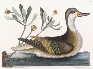 Krysantemum &c af Mark Catesby