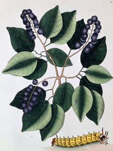 Pigeon Plum and a Great Horned Catterpillar, 1771