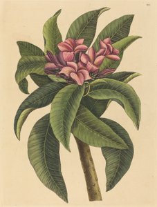 Rød Frangipanni Plumeria rubra, udgivet 1731-1743. af Mark Catesby