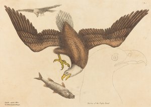 Den skaldede ørn (Falco leucocephalus)