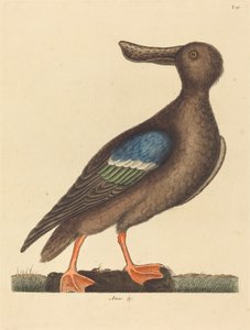 Den blåvingede skovler af Mark Catesby