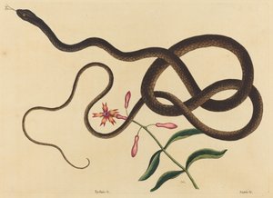 Coach-Pisk Snake (Coluber flagellum) af Mark Catesby