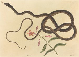 Coach-pisk Snake Coluber flagellum, udgivet 1731-1743. af Mark Catesby