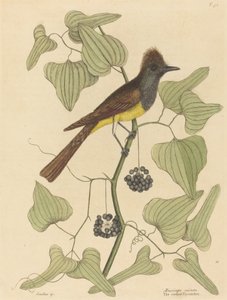 The Crested Fluesnapper Muscicapa cristata, udgivet 1754.
