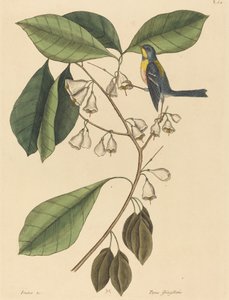 Finkekryben (Parus americanus) af Mark Catesby