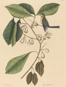 Finkekryben Parus americanus, udgivet 1731-1743. af Mark Catesby