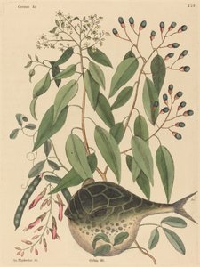 The Globe Fish Tetrodon lagocephalus, udgivet 1731-1743. af Mark Catesby