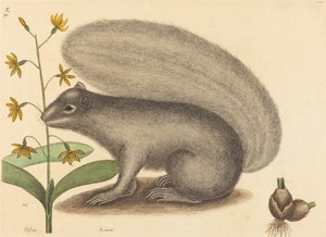 Det grå ræveegern Sciurus cinereus, udgivet 1731-1743. af Mark Catesby