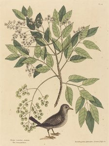 The Ground Dove (Columba passerina) af Mark Catesby