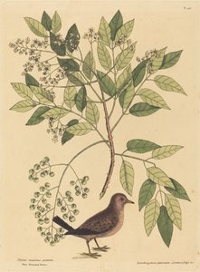The Ground Dove Columba passerina, udgivet 1731-1743. af Mark Catesby