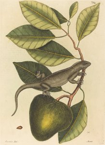 Guanaen (Iguana Lizard)