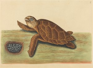Hawks-bill Turtle Testudo caretta, udgivet 1731-1743. af Mark Catesby