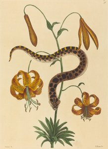The Hog-nose Snake (Boa contortrix) af Mark Catesby
