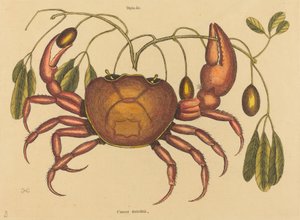 Landkrabben Cancer ruricola, udgivet 1731-1743. af Mark Catesby