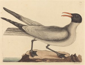 Lattermågen (Larus articilla) af Mark Catesby